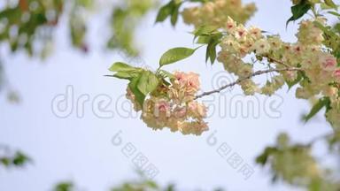 春花系列：樱花小簇在樱花树枝上，用纳特在微风中近距离观赏樱花